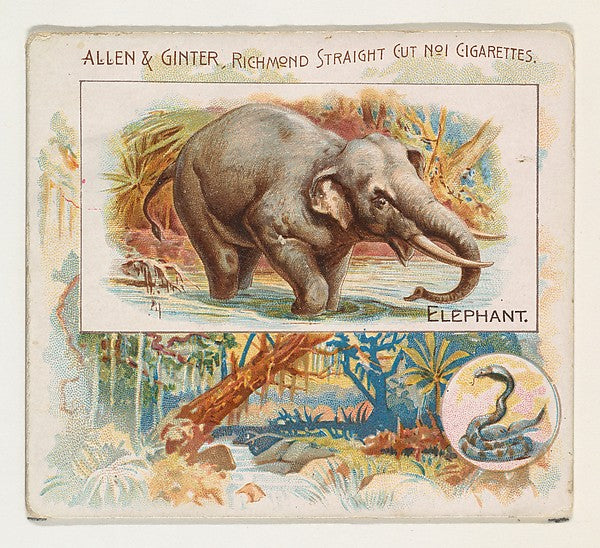 :Elephant from Quadrupeds series for Allen & Ginter Cigarett-16x12"(A3) Poster