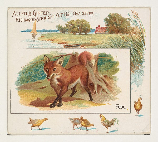 :Fox from Quadrupeds series for Allen & Ginter Cigarettes 18-16x12"(A3) Poster