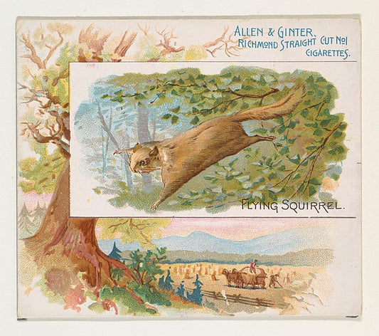 :Flying Squirrel from Quadrupeds series for Allen & Ginter C-16x12"(A3) Poster