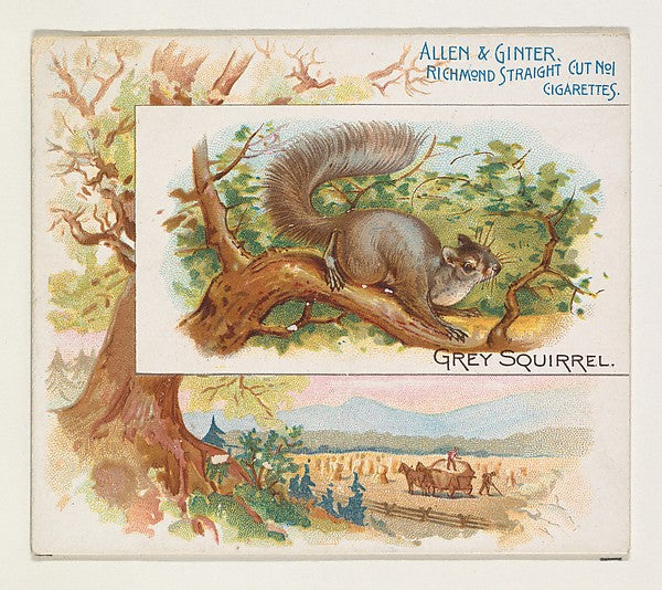 :Grey Squirrel from Quadrupeds series for Allen & Ginter Cig-16x12"(A3) Poster