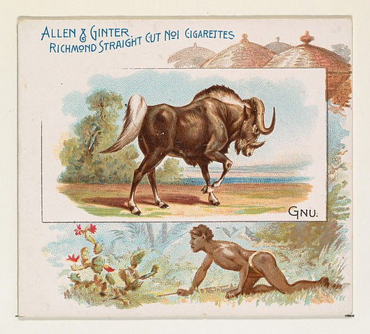 :Gnu from Quadrupeds series for Allen & Ginter Cigarettes 18-16x12"(A3) Poster