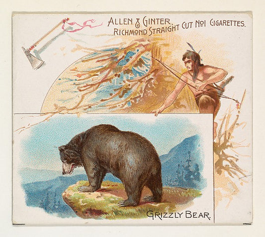 :Grizzly Bear from Quadrupeds series for Allen & Ginter Ciga-16x12"(A3) Poster