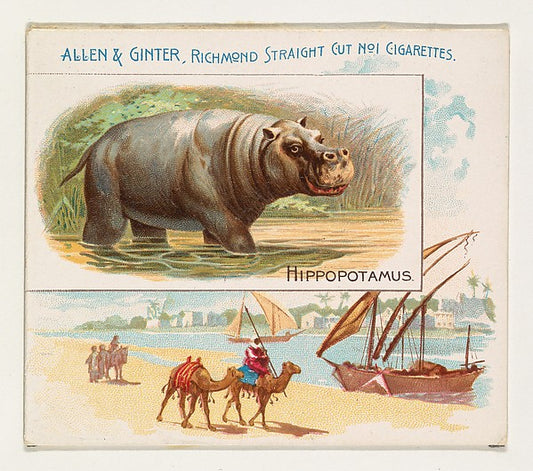 :Hippopotamus from Quadrupeds series for Allen & Ginter Ciga-16x12"(A3) Poster