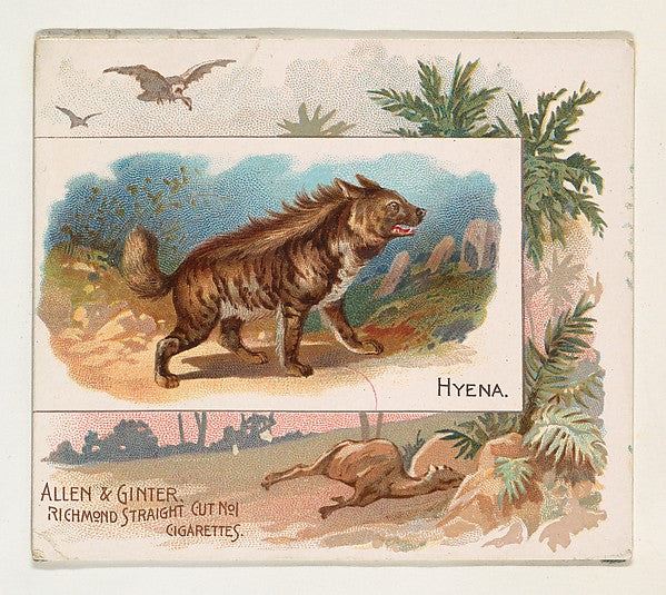 :Hyena from Quadrupeds series for Allen & Ginter Cigarettes -16x12"(A3) Poster