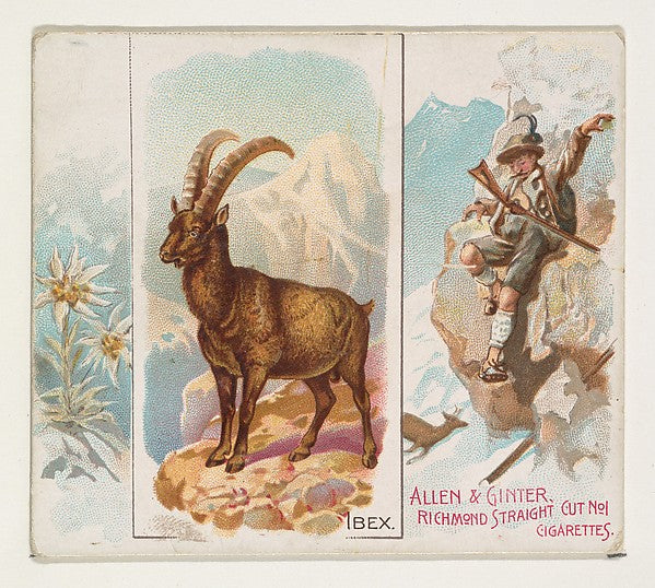:Ibex from Quadrupeds series for Allen & Ginter Cigarettes 1-16x12"(A3) Poster