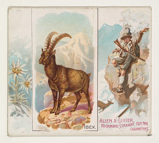 :Ibex from Quadrupeds series for Allen & Ginter Cigarettes 1-16x12"(A3) Poster
