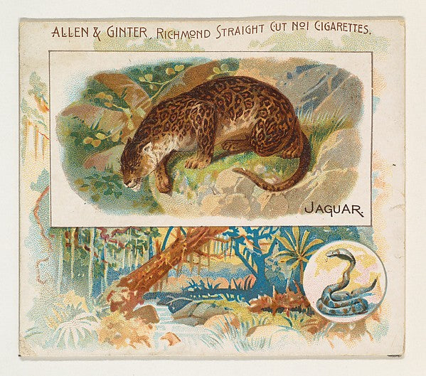 :Jaguar from Quadrupeds series for Allen & Ginter Cigarettes-16x12"(A3) Poster