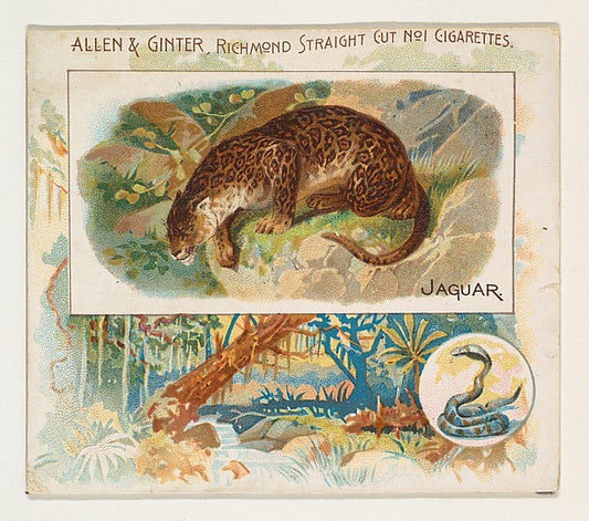 :Jaguar from Quadrupeds series for Allen & Ginter Cigarettes-16x12"(A3) Poster