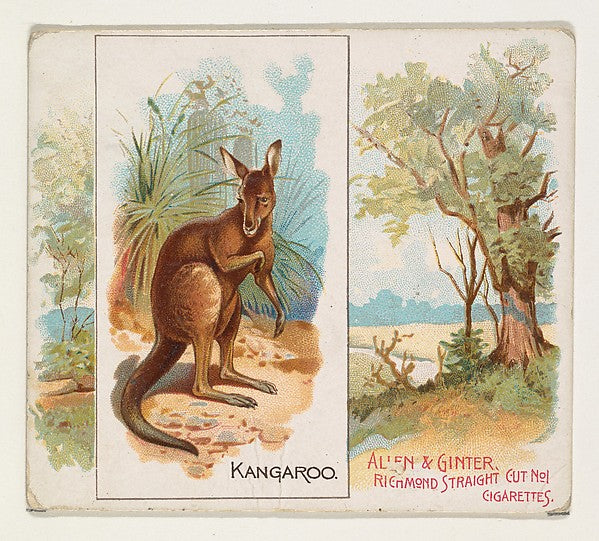 :Kangaroo from Quadrupeds series for Allen & Ginter Cigarett-16x12"(A3) Poster