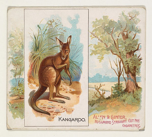 :Kangaroo from Quadrupeds series for Allen & Ginter Cigarett-16x12"(A3) Poster