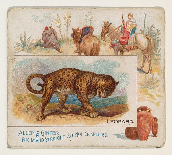 :Leopard from Quadrupeds series for Allen & Ginter Cigarette-16x12"(A3) Poster