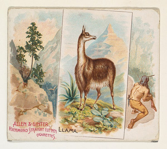 :Llama from Quadrupeds series for Allen & Ginter Cigarettes -16x12"(A3) Poster