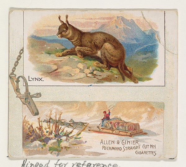 :Lynx from Quadrupeds series for Allen & Ginter Cigarettes 1-16x12"(A3) Poster