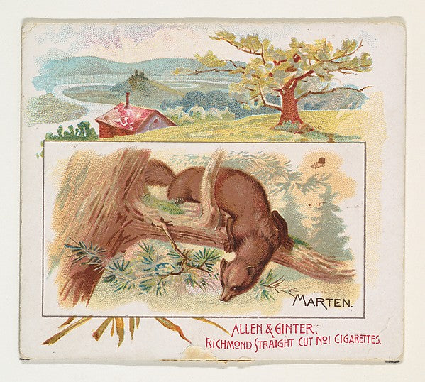 :Marten from Quadrupeds series for Allen & Ginter Cigarettes-16x12"(A3) Poster