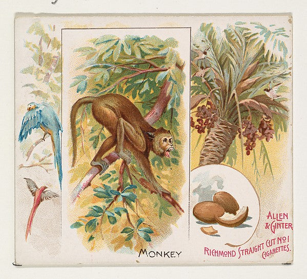 :Monkey from Quadrupeds series for Allen & Ginter Cigarettes-16x12"(A3) Poster