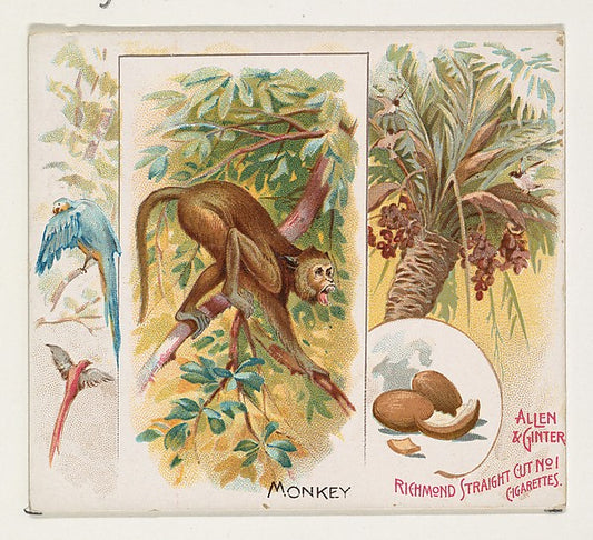 :Monkey from Quadrupeds series for Allen & Ginter Cigarettes-16x12"(A3) Poster
