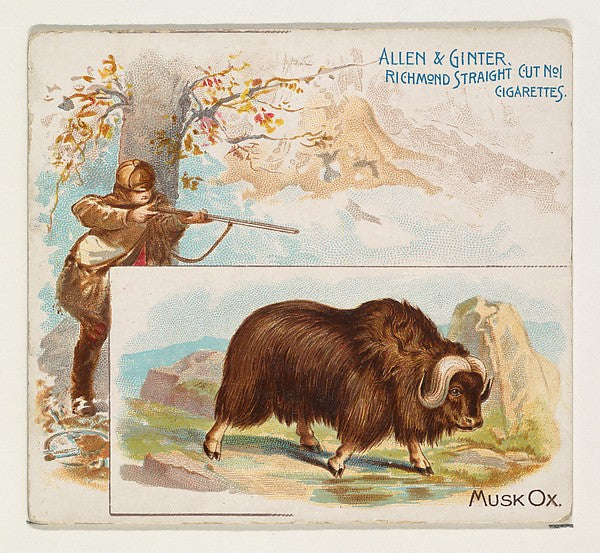 :Musk Ox from Quadrupeds series for Allen & Ginter Cigarette-16x12"(A3) Poster