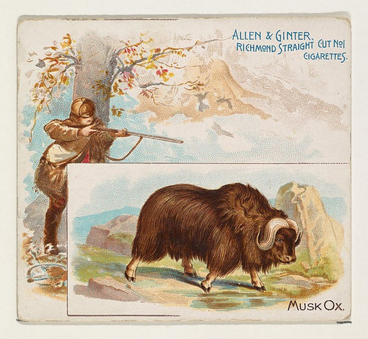 :Musk Ox from Quadrupeds series for Allen & Ginter Cigarette-16x12"(A3) Poster