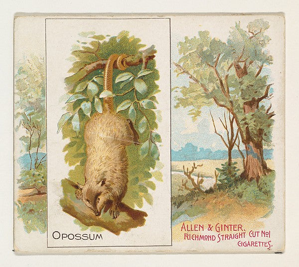 :Opossum from Quadrupeds series for Allen & Ginter Cigarette-16x12"(A3) Poster