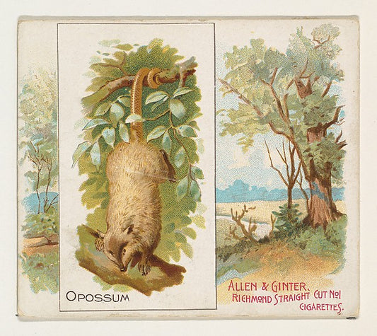 :Opossum from Quadrupeds series for Allen & Ginter Cigarette-16x12"(A3) Poster