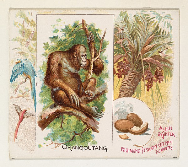 :Orangoutang from Quadrupeds series for Allen & Ginter Cigar-16x12"(A3) Poster