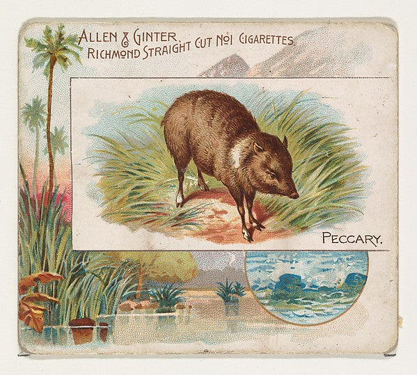 :Peccary from Quadrupeds series for Allen & Ginter Cigarette-16x12"(A3) Poster