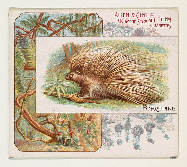 :Porcupine from Quadrupeds series for Allen & Ginter Cigaret-16x12"(A3) Poster