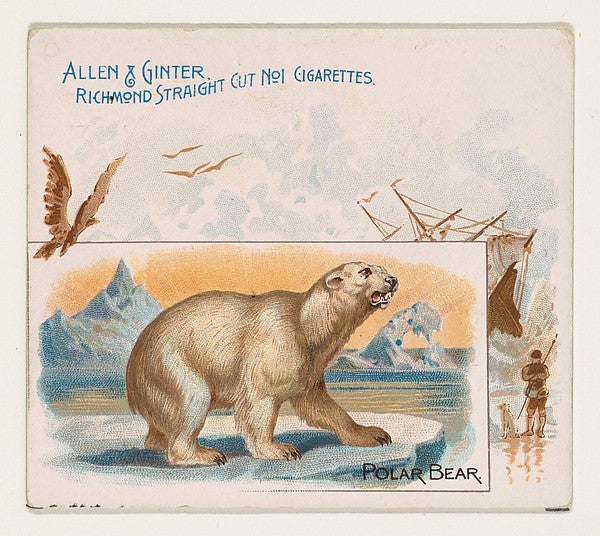 :Polar Bear from Quadrupeds series for Allen & Ginter Cigare-16x12"(A3) Poster