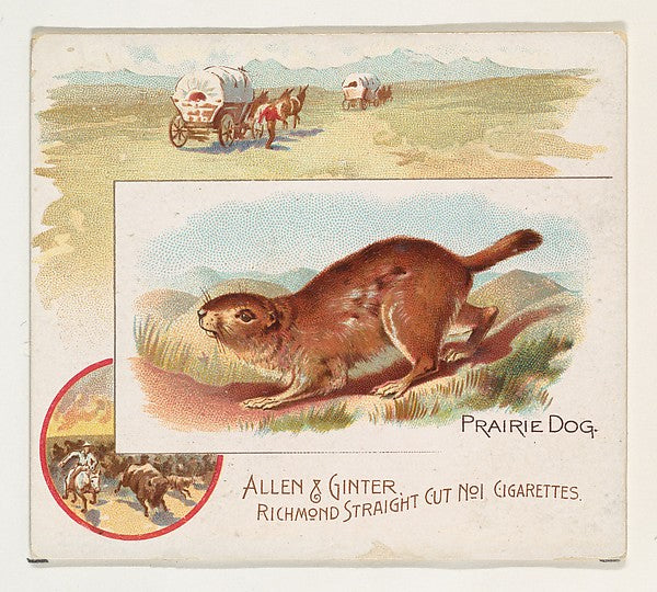 :Prairie Dog from Quadrupeds series for Allen & Ginter Cigar-16x12"(A3) Poster