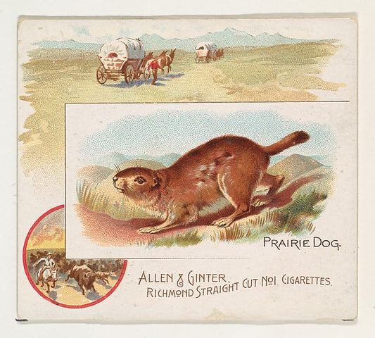 :Prairie Dog from Quadrupeds series for Allen & Ginter Cigar-16x12"(A3) Poster