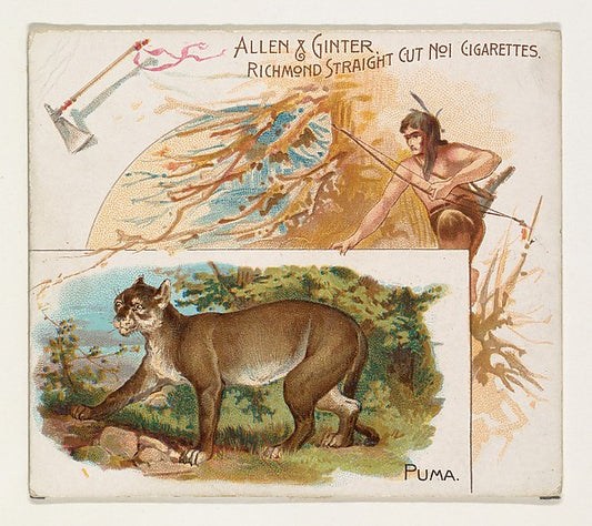 :Puma from Quadrupeds series for Allen & Ginter Cigarettes 1-16x12"(A3) Poster