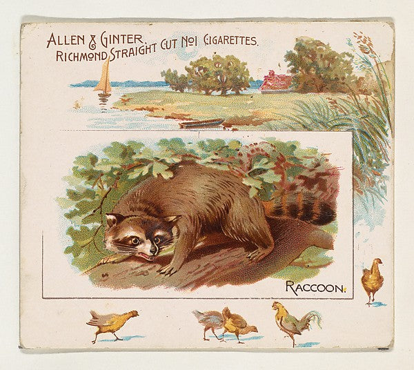 :Raccoon from Quadrupeds series for Allen & Ginter Cigarette-16x12"(A3) Poster