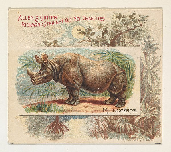 :Rhinoceros from Quadrupeds series for Allen & Ginter Cigare-16x12"(A3) Poster