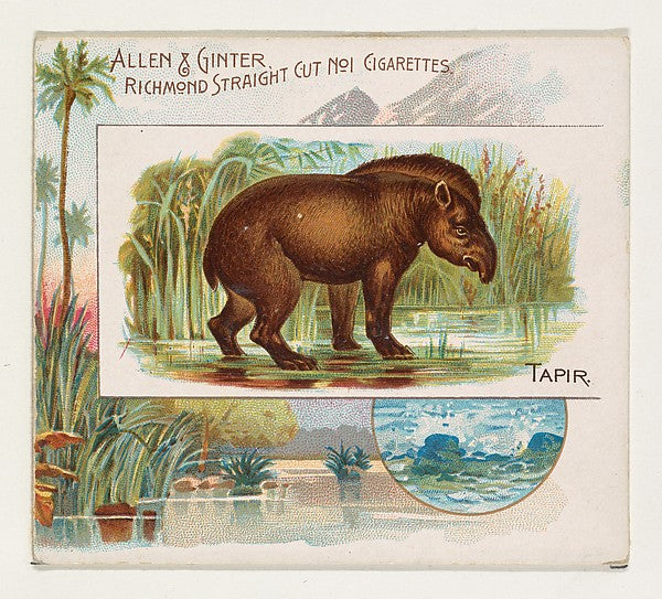 :Tapir from Quadrupeds series for Allen & Ginter Cigarettes -16x12"(A3) Poster