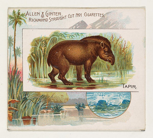 :Tapir from Quadrupeds series for Allen & Ginter Cigarettes -16x12"(A3) Poster