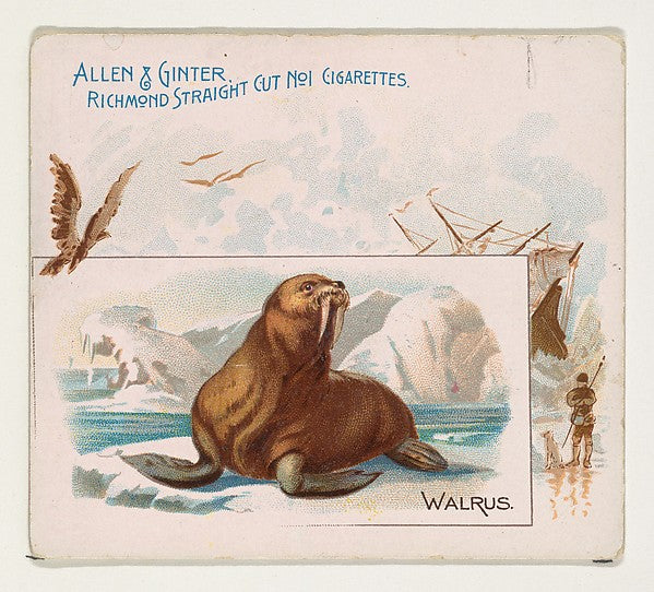 :Walrus from Quadrupeds series for Allen & Ginter Cigarettes-16x12"(A3) Poster
