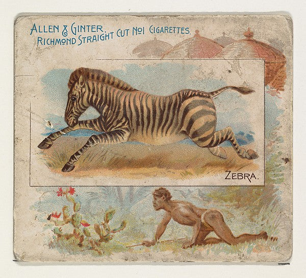 :Zebra from Quadrupeds series for Allen & Ginter Cigarettes -16x12"(A3) Poster