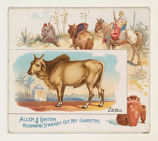 :Zebu from Quadrupeds series for Allen & Ginter Cigarettes 1-16x12"(A3) Poster