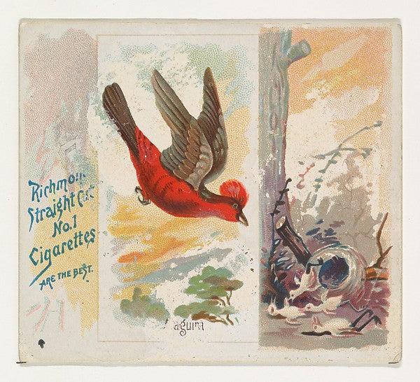 :Araguira from the Song Birds of the World series for Allen -16x12"(A3) Poster