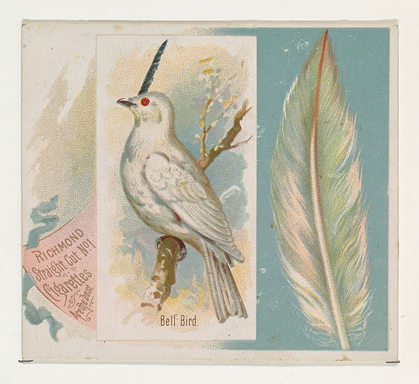 :Bell Bird from the Song Birds of the World series for Allen-16x12"(A3) Poster