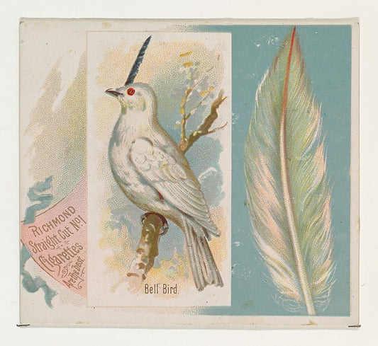 :Bell Bird from the Song Birds of the World series for Allen-16x12"(A3) Poster