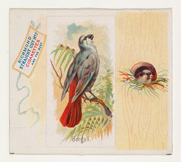 :Bengali from the Song Birds of the World series for Allen &-16x12"(A3) Poster
