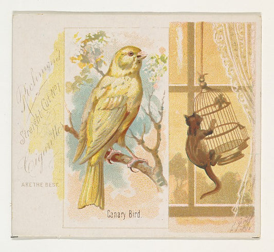 :Canary Bird from the Song Birds of the World series for All-16x12"(A3) Poster