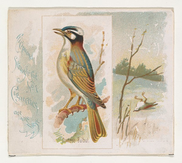 :Chinese Bulbul from the Song Birds of the World series for -16x12"(A3) Poster
