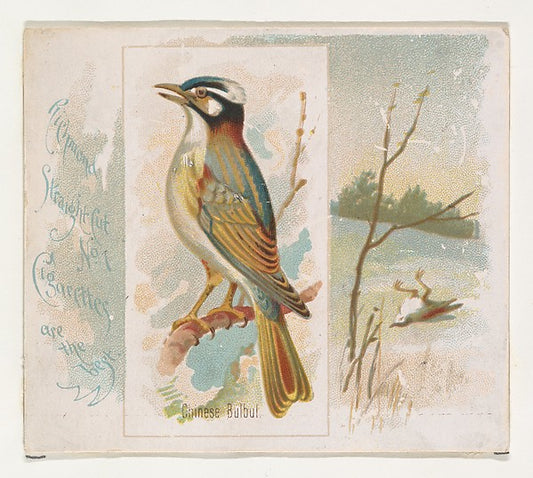 :Chinese Bulbul from the Song Birds of the World series for -16x12"(A3) Poster