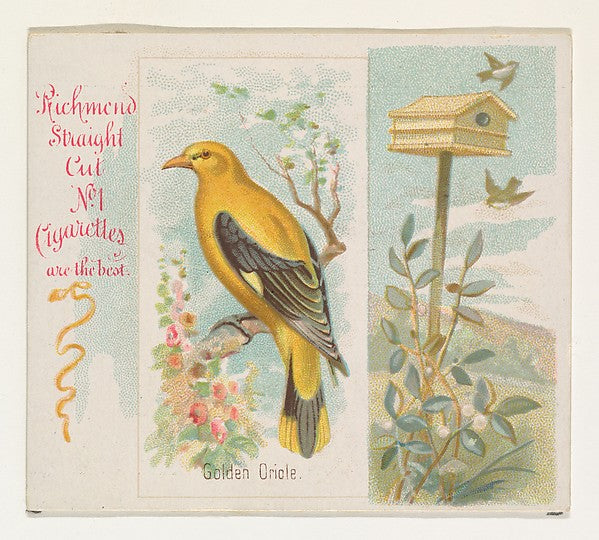 :Golden Oriole from the Song Birds of the World series for A-16x12"(A3) Poster