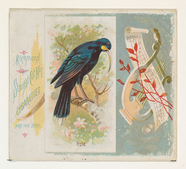 :Huia from the Song Birds of the World series for Allen & Gi-16x12"(A3) Poster