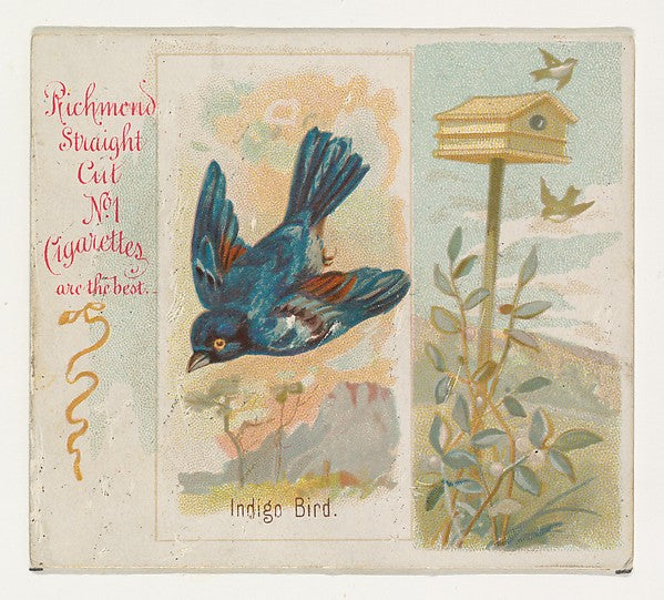 :Indigo Bird from the Song Birds of the World series for All-16x12"(A3) Poster