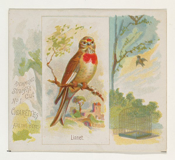 :Linnet from the Song Birds of the World series for Allen & -16x12"(A3) Poster
