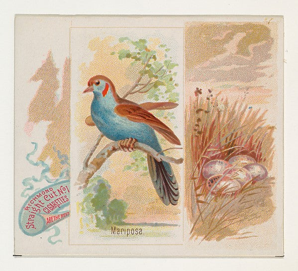 :Mariposa from the Song Birds of the World series for Allen -16x12"(A3) Poster